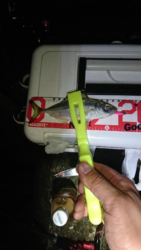 デカアシの回遊は、ありません。