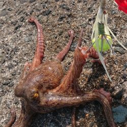 なかなかサイズ出ませんが…