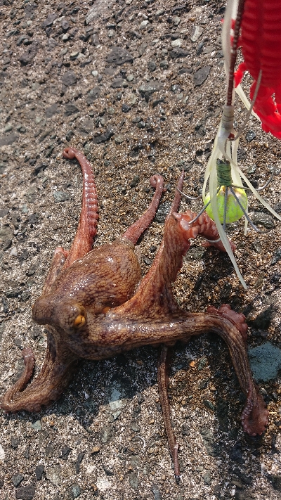 なかなかサイズ出ませんが…