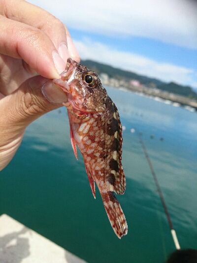 今日の釣果