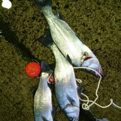 今シーズン初の夜ヒラスズキ