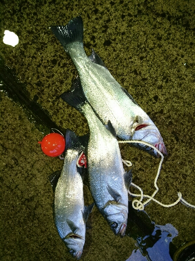 今シーズン初の夜ヒラスズキ