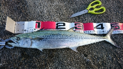 サゴシさんお久しぶりです(^^)