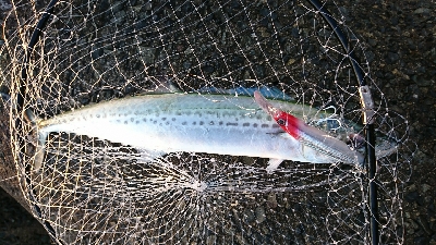 夕まづめの一時間勝負！