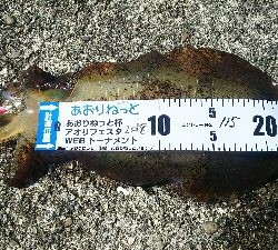 今年初のエギング