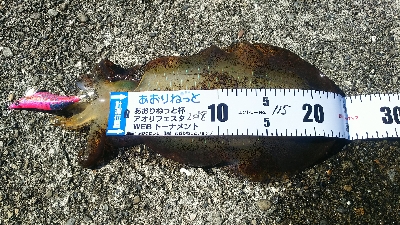 今年初のエギング