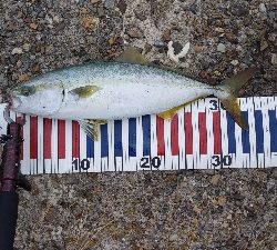 チニング中に…