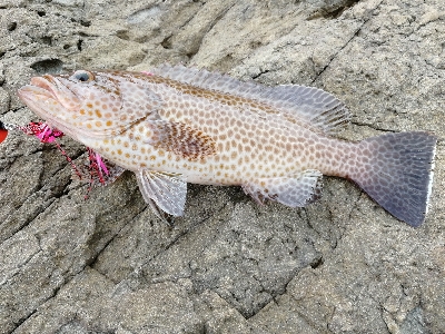 地磯からタイラバ投げてみた。