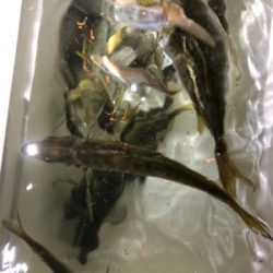 豆から中アジまで入れ食い！