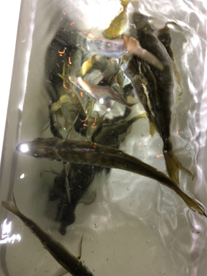 豆から中アジまで入れ食い！