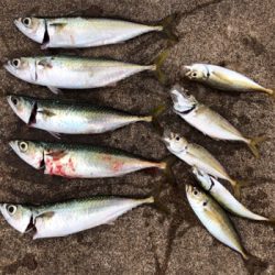 台風前のサバ、アジラッシュ、