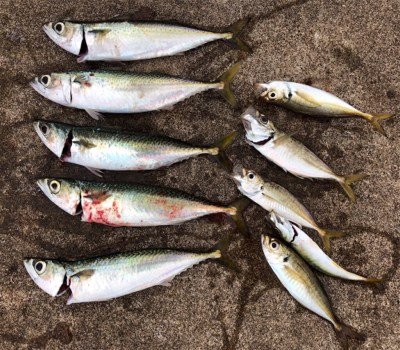 台風前のサバ、アジラッシュ、