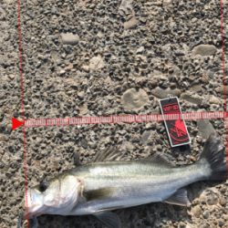 デイ チーバス！