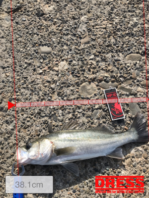 デイ チーバス！