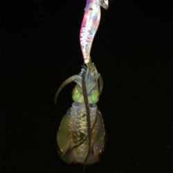 秋イカエギング