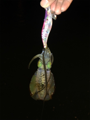 秋イカエギング