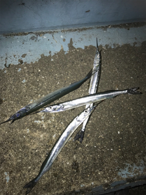 短時間アジングのつもりが