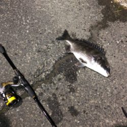 ナイトチニング