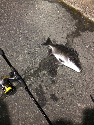 ナイトチニング