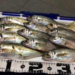 台風後 アジング調査