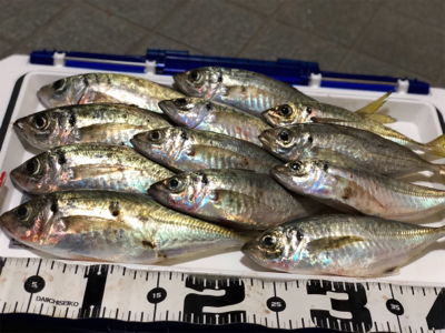 台風後 アジング調査