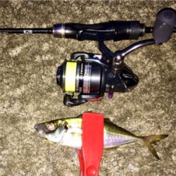 台風一過アジング