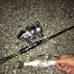 臼杵港ライトゲーム