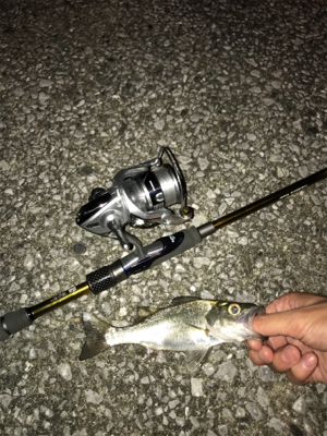 臼杵港ライトゲーム