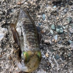 しまなみエギング ランガン不発