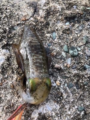 しまなみエギング ランガン不発