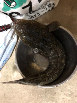 青物狙ってたら…マゴチが。