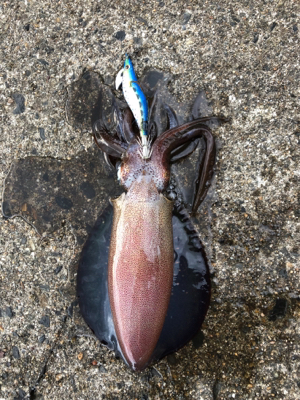 エギング その4