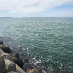 人工島でサビキ