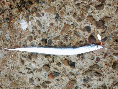 青物狙いで夕暮れまで＠須磨海岸