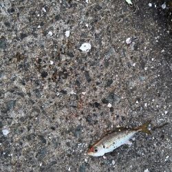 2018年10月2日釣行in箱崎ふ頭