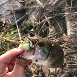 夕まずめ釣行