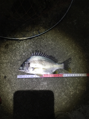 今日も仕事帰りに