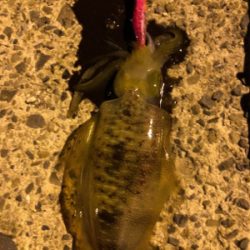 秋イカエギング