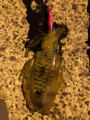 秋イカエギング