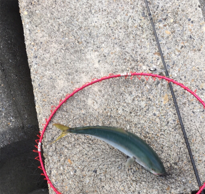 台風明けイカ&青物調査