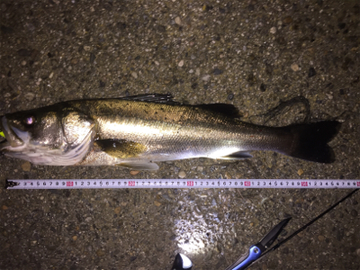 大橋川 シーバス