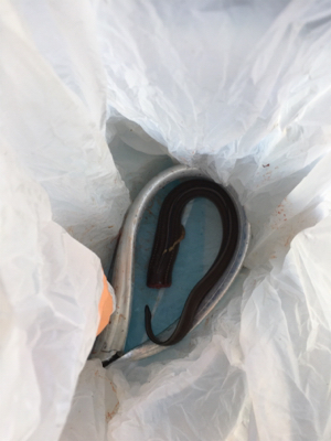 タチウオまぁまぁ