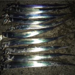 くっすんテンヤで絶好釣!