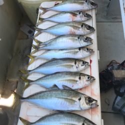 明石  鬼アジ  鯛  たかみ丸