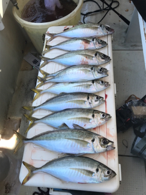 明石  鬼アジ  鯛  たかみ丸