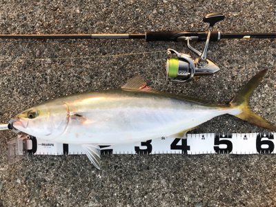 沖堤ライトショアジギング