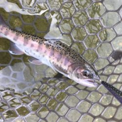 朽木渓流魚センター