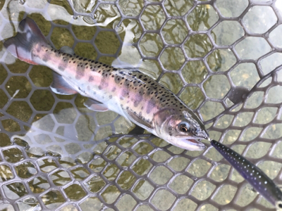 朽木渓流魚センター