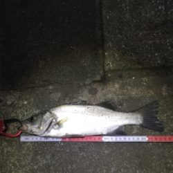 暗くなってからが勝負⁉︎