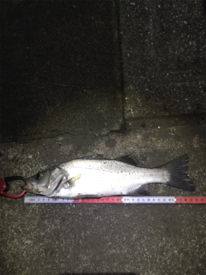 暗くなってからが勝負⁉︎